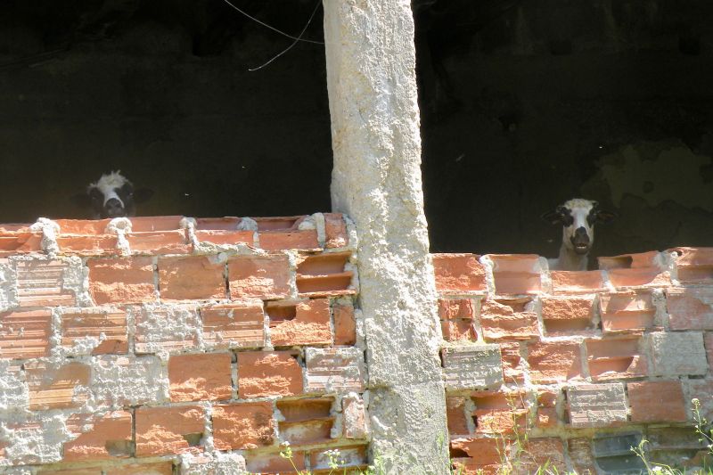 Kuća velikog blata